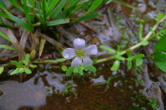 Bacopa monnieri